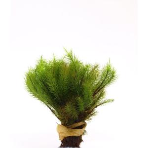 ヒノキゴケ 苔テラリウム作製用素材苔/背が高く...の詳細画像1