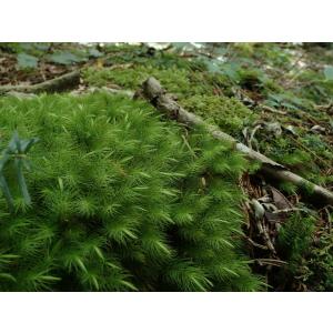 ヒノキゴケ 苔テラリウム作製用素材苔/背が高く...の詳細画像2