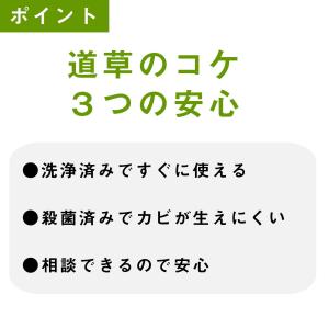 ヒノキゴケ 苔テラリウム作製用素材苔/背が高く...の詳細画像3