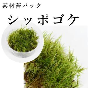 スナゴケ 苔テラリウム作製用素材苔／乾燥に強いコケ／フタのない