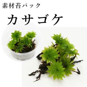 苔テラリウムのカビ予防に 青森ヒバ精油 10ｃｃ 定形外郵便 P003 苔テラリウム道草michikusa 通販 Yahoo ショッピング