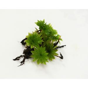 カサゴケ(4芽入り)苔テラリウム作製用素材苔/...の詳細画像1