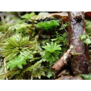 カサゴケ(4芽入り)苔テラリウム作製用素材苔/...の詳細画像2