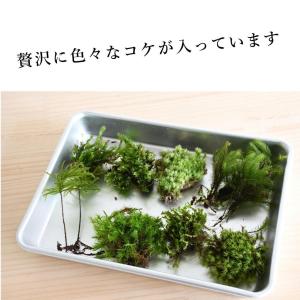テラリウム作製用コケ(たっぷり8種入りパック)...の詳細画像2
