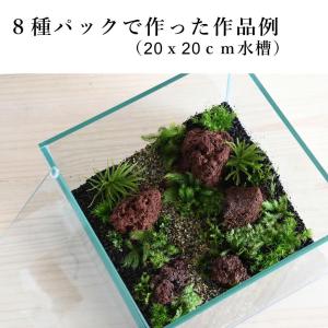 テラリウム作製用コケ(たっぷり8種入りパック)...の詳細画像3
