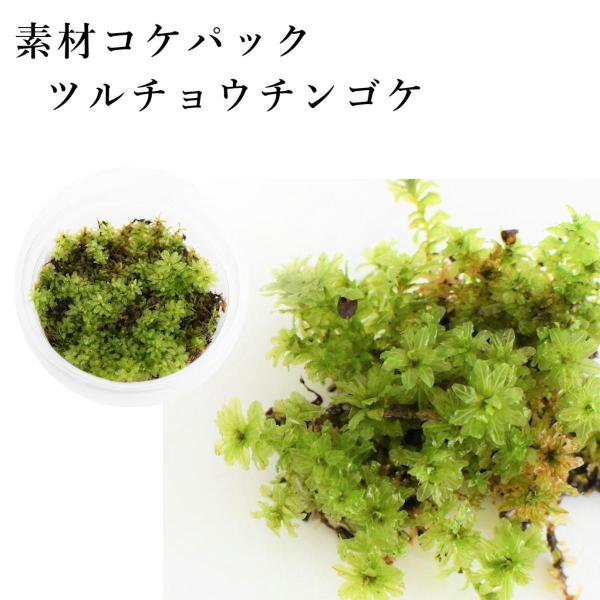 ツルチョウチンゴケ　苔テラリウム作製用素材苔／横に這うタイプ／水をかけるとキラキラ輝いて見える