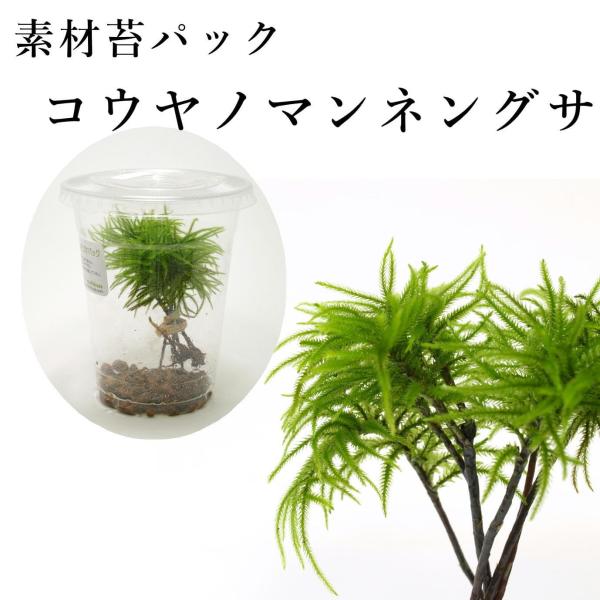 コウヤノマンネングサ（4芽）　苔テラリウム作製用素材苔／大型のコケ寄せ植えにおすすめ／人気