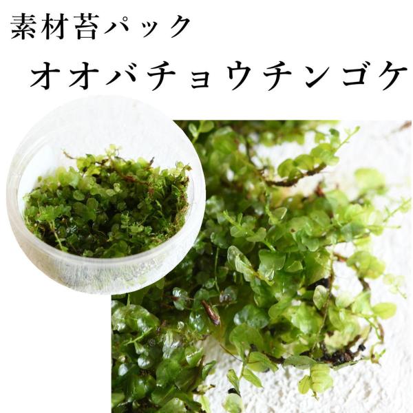 オオバチョウチンゴケ　苔テラリウム作製用素材苔／横に這うタイプ／水をかけるとキラキラ輝いて見える