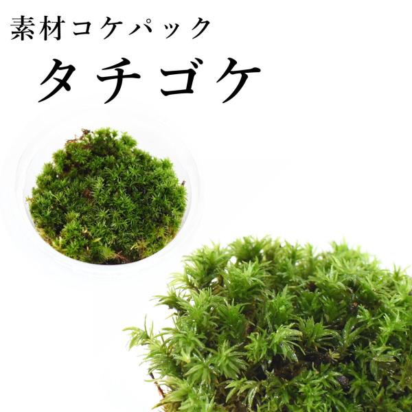 タチゴケ　苔テラリウム作製用素材苔／こんもり育つタイプ