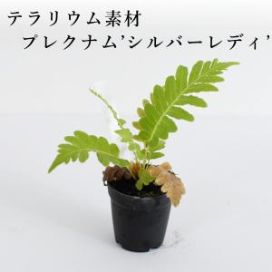 テラリウム シダ植物の商品一覧 通販 Yahoo ショッピング