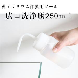 （苔テラリウム 苔盆栽 コケリウム ツール 水差し 水やり ピンセット コケ）広口洗浄瓶250ｍｌ