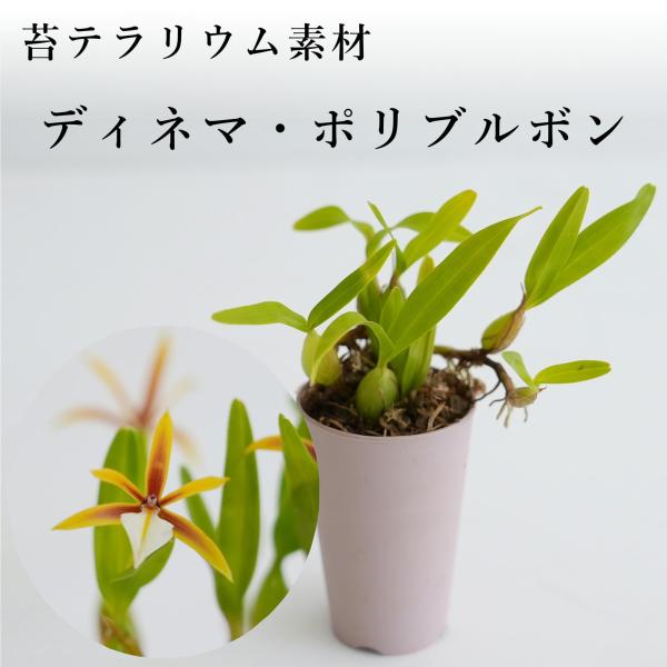 ディネマ・ポリブルボン Dinema polybulbon【着生系ラン科植物・着生向け】苔テラリウム...