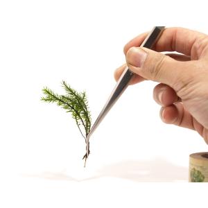 (苔テラリウム 苔盆栽 コケリウム ツール ピ...の詳細画像2