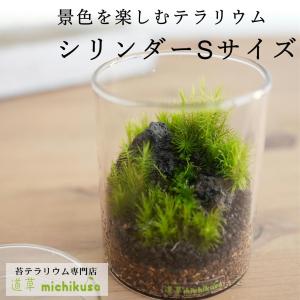コケ 苔テラリウム キット コケリウム はじめて 苔盆栽 おしゃれ