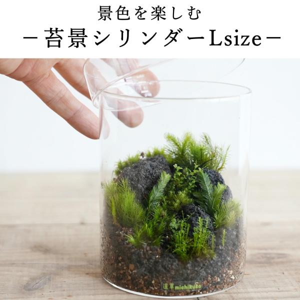 （苔テラリウム 完成品 苔盆栽 コケリウム 苔 観葉植物 おしゃれ）苔景シリンダー　Ｌsize