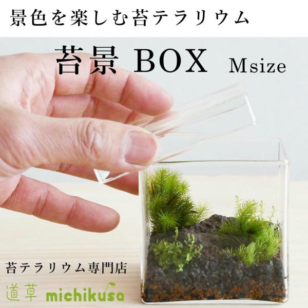 （苔テラリウム 完成品 苔盆栽 コケリウム 苔 観葉植物 おしゃれ）苔景BOX Msize