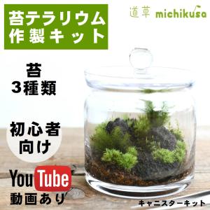 コケ 苔テラリウム キット コケリウム はじめて 苔盆栽 おしゃれ