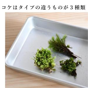 (苔テラリウム キット コケリウム 初心者向け...の詳細画像2