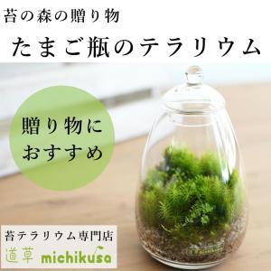 コケ 苔テラリウム キット コケリウム はじめて 苔盆栽 おしゃれ