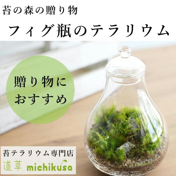 （苔テラリウム 完成品 苔盆栽 コケリウム 苔 観葉植物 おしゃれ）苔の森の贈り物 フィグ瓶