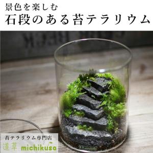 生きてる乾燥苔「苔混合セット（溶岩石付き）」 植物アート ジオラマ
