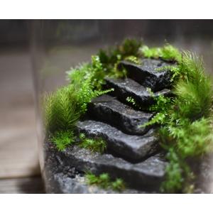 (苔テラリウム 階段 完成品 苔盆栽 コケリウ...の詳細画像1