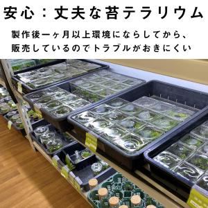 (苔テラリウム 階段 完成品 苔盆栽 コケリウ...の詳細画像5