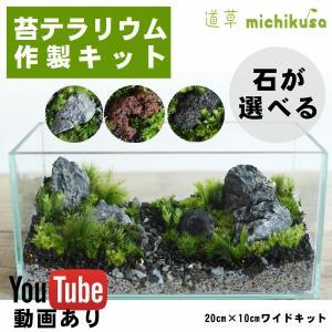 （苔テラリウム キット コケリウム 初心者向け 苔盆栽 おしゃれ パルダリウム）ワイドなミニ水槽キット◆選べる3タイプ／苔6種／解説動画あり｜苔テラリウム道草michikusa