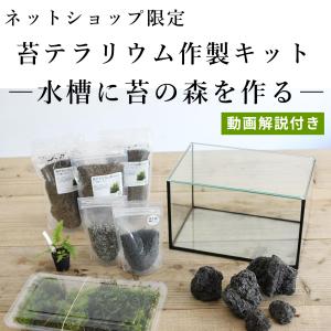 (コケ 苔テラリウム キット コケリウム はじ...の詳細画像1