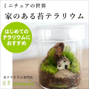 チャーム（charm） （観葉植物）苔テラリウム 鉱石レイアウト