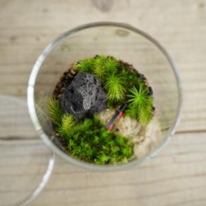 (苔テラリウム 完成品 フィギュア 苔盆栽 コ...の詳細画像4