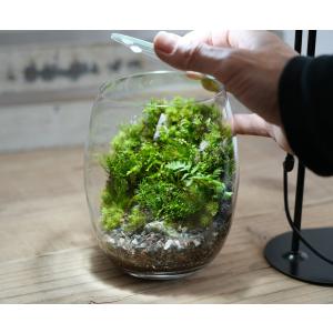 (苔テラリウム 完成品 苔盆栽 コケリウム 苔...の詳細画像4