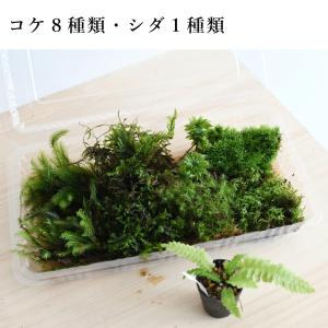 (コケ 苔テラリウム キット コケリウム はじ...の詳細画像2
