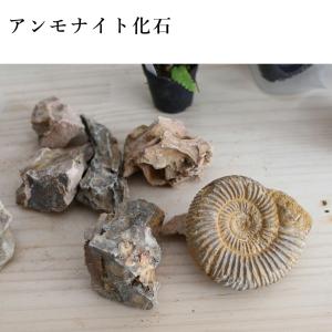 (コケ 苔テラリウム キット コケリウム はじ...の詳細画像3