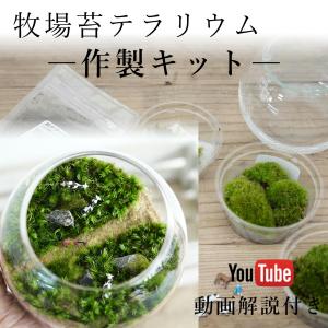 コケ 苔テラリウム キット コケリウム はじめて 苔盆栽 おしゃれ