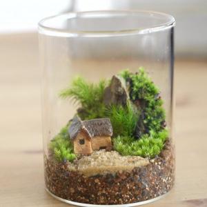 (苔テラリウム キット コケリウム 初心者向け...の詳細画像1