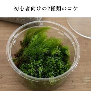 (苔テラリウム キット コケリウム 初心者向け...の詳細画像3