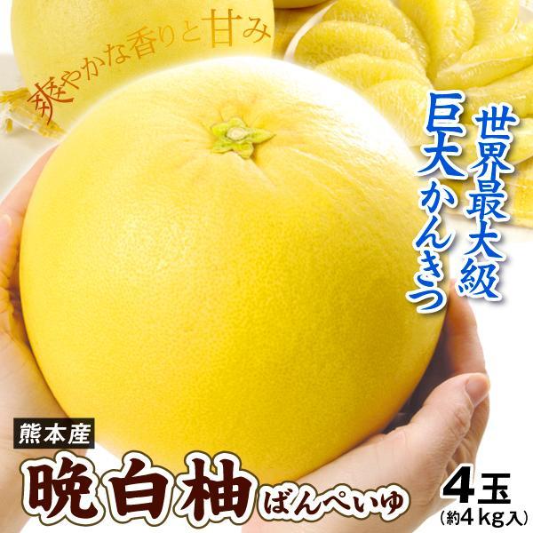 みかん 4玉 晩白柚 ばんぺいゆ 熊本産 約4kg ご家庭用 特大柑橘 柑橘 フルーツ 送料無料 食...