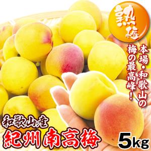 梅 紀州南高梅【熟梅】 5kg 和歌山産 冷蔵便  送料無料 食品