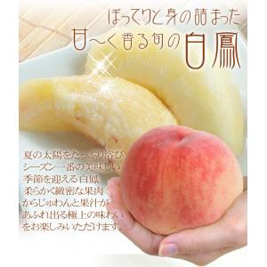 もも 2kg 紀州白鳳・白桃 和歌山産 白鳳 ...の詳細画像2