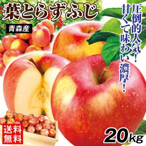 りんご 約20kg ご家庭用 葉とらずふじ 青森産 木箱 送料無料