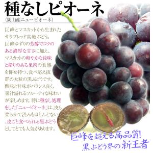 ぶどう 贈答用 シャインマスカット&種なしピオ...の詳細画像5