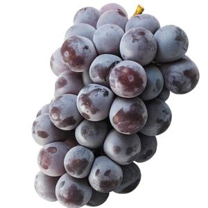 ぶどう 約1.2kg(600g×2房) ニュー...の詳細画像1