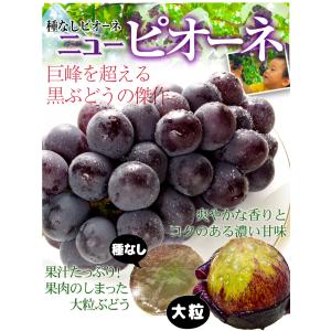 ぶどう 約1.2kg(600g×2房) ニュー...の詳細画像3