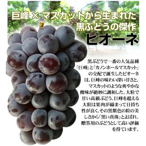 ぶどう 約1.2kg(600g×2房) ニュー...の詳細画像4