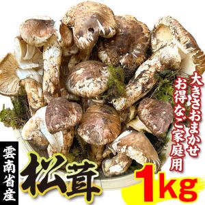 松茸 1kg 雲南省 中国産 訳ありご家庭用 冷蔵 送料無料 食品｜kokkaen3