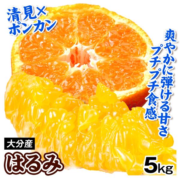 みかん 5kg はるみ 大分産 果肉 つぶ感 ジューシー 送料無料 食品 国華園