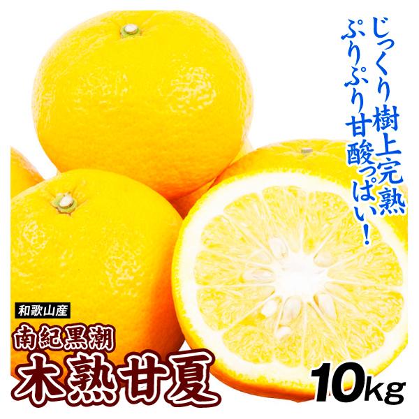 みかん 10kg 南紀黒潮 木熟甘夏 和歌山産 あまなつ 樹上完熟 柑橘 ご家庭用 送料無料 食品