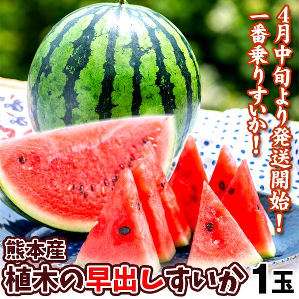 スイカ 1玉 植木の早出しすいか 4月中旬より発送開始 熊本産 送料無料 食品