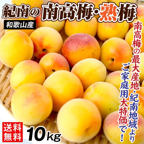 梅 10kg 紀南の南高梅 熟梅 和歌山産 ご家庭用 うめ 常温便 送料無料 食品
